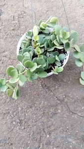 Peperomia Hope Hanging Plant