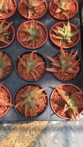 Red Christmas Aloe ( succulent ) / 多肉植物