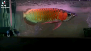 lampu tanning arwana 40 mata 3 watt cahaya 30.000k pjg 120cm