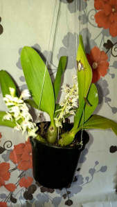 Pinalia bractescens Orchids Plants