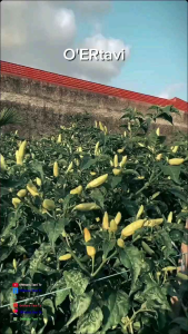 Benih Cabe Rawit OER TAVI 10gr halbanero