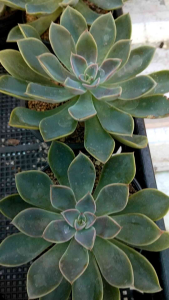 กุหลาบหิน ไม้อวบน้ำ ในกระถาง 4 นิ้ว พีวีเอ็นม่วง จอนนี้ดอกม่วง ซันเซต Lufulong น้ำพุ โพลักซ์ ไวมูนไลค์ สโนวพีช blacknight missingyou lovesong สเวียนน่า เลิฟลี่โรส พิ๊งค์มิล ไอซ์สกรีน เลมอนโรส คิวปิกฟอส มาดิปา รวงข้าว