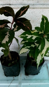 ต้นใบเงิน ต้นใบทอง ต้นใบนาค ขายแยกชนิดกัน 1ต้นในถุงดำมีรากพร้อมปลูก ไม้มงคล ต้นไม้แห่งโชคลาภ