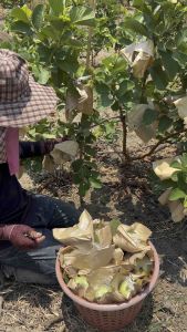 ต้นพันธุ์ฝรั่งไส้แดงหงเป่าสือ (กิ่งชำถุงดำ) โตไว, ออกผลเร็ว ดอกดก, ต้นแข็งแรง 100% ใหญ่ปลูก