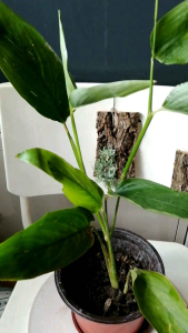 Arrowroot Plant