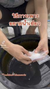 ชุดเพาะน้ำเขียว+แถมไข่ไรแดงมาโคร อามิ ชุดอาหารไรแดง หัวเชื้อน้ำเขียวสาหร่ายคอลเรล่า คอลเรล่าเข้มข้น ไรแดง ชุดเพาะไรแดง