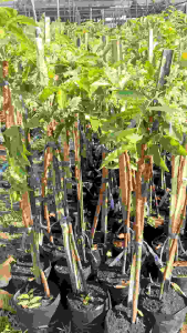 🍀 สะเดามันทะวาย 🍀 ต้นเสียบยอด ต้นล่ะ 120฿  รอบใหม่ของปีนี้มาแล้วจ้า🌧🌧 ออกดอกไม้ 3 ครั้ง/ปี  เป็นพืชทนแล้ง ใช้น้ำน้อย ปลูกได้ในหลายสภาพดิน   เป็นพืชปลอดสาร  รสชาติขมเล็กน้อย ❎️นิยมนำมาทำเป็นอาหาร ดอกและยอดอ่อนนำมาลวก หรือต้มให้สุก กินกับน้ำพริก