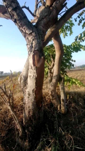 เปลือกซากแห้งธรรมชาติ สำหรับหมักปลากัด ของดีที่เซียนปลากัดใช้