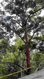 Pete petai tua Super Panjang Enak Manis Mantap Murah dan Bisa Bayar Ditempat sayur segar organik frash murah