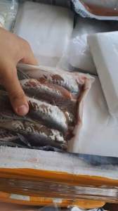 1kg CÁ NỤC 1 nắng (hoả tốc 2h tphcm)