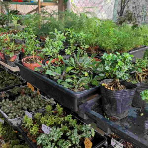 Ajuga reptans - Cây Cảnh Trồng Terrarium Tiểu Cảnh Paludarium