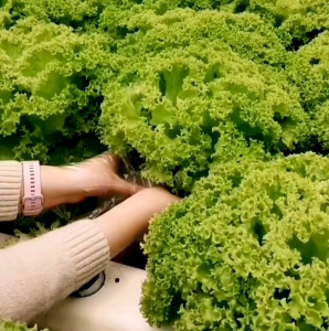 BIJI |  BENIH SAYURAN SELADA KERITING HIJAU F1