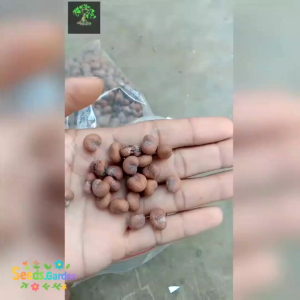 3 BUTIR BIJI/BENIH TANAMAN POHON RAKSASA BAOBAB  ADANSONIA DIGITATA