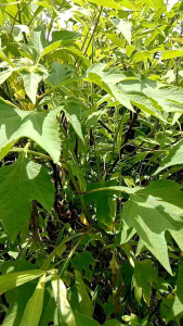 Daun Insulin Segar 1Kg Organik Daun Kipahit Segar Murah