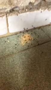 GreenLeaf Powerful Powder Insect Killing Bait(5g/1Pkt)/强力消灭蚂蚁火蚁昆虫药粉