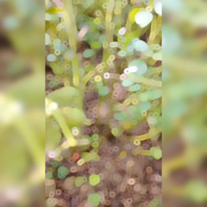 40 BIJI BENIH KACANG TANAH VARIETAS GAJAH (BENIH BARU)