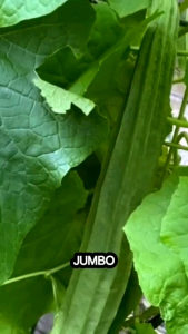 BENIH GAMBAS OYONG SUPER JUMBO benih tanaman sayur sayuran