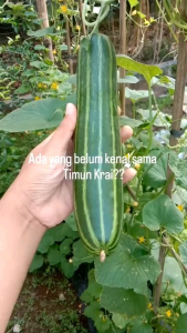 BENIH TIMUN KRAI SUPER benih terbaik sayuran