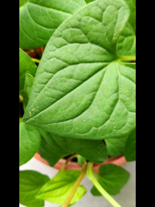 Live Plant with Plastic Pot Organic Fishwort 鱼腥草/Chameleon Plant/Pokok Ikan Hanyir/ Fish Mint Houttuynia Cordata/Herba/ Edible