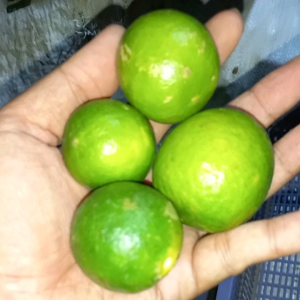 Jeruk Nipis Lokal 1KG segar tokolaladonbgr