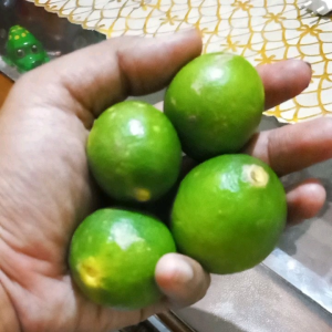 Jeruk Nipis 500gram asem segar alami asli fresh lokal murah   lime 500 gram - fadhilaberkahofficialstore