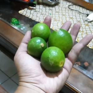 JERUK NIPIS 500gr segar PERAS ASLI UNTUK DIET PROMIL