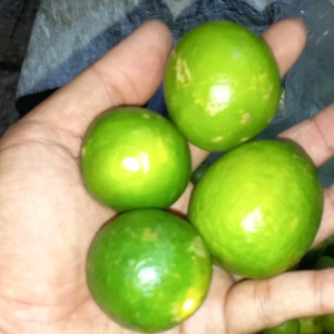 Jeruk Nipis 500gram asem segar alami asli fresh lokal murah | lime 500 gram - laladonbgr