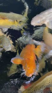 BIG JAPAN KOI 50cm to 75cm size ( contact us for choosing ) - range from RM1600 to RM10000 per koi