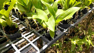 กล้วยไม้นิ้ว Grammatophyllum (ดอกเขียวเหลือง)