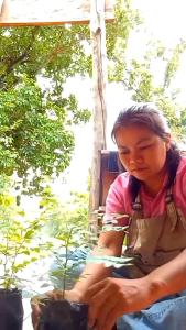 ต้นเล็บเหยี่ยว ต้นเล็บแมว ผลไม้ป่าหาทานยาก ใช้ทำยาได้ทั้งต้น เล็บเหยี่ยว - Lazada