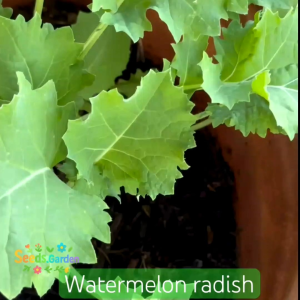 100 BUTIR BIJI/BENIH LOBAK SEMANGKA | WATERMELON RADISH