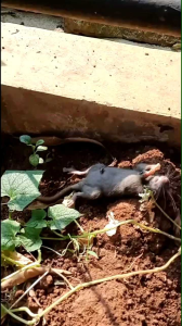 Racun Tikus Maowang ORIGINAL Ampuh Mati di Tempat Hologram dan teruji ampuh banget