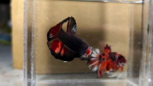 AOC Halfmoon Plakat HMPK Betta Fish / Ikan Laga/ 斗鱼 / Live Fish ❗️Fish same as order❗️Not random pick❗️31