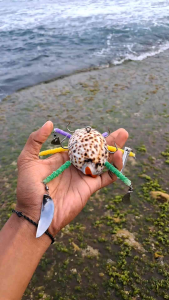 UMPAN GURITA umpan gurita paling gacor dari kuwuk pilihan cypraea tigeris