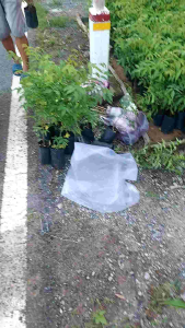 combo 4 cây sầu đâu to 40cm gốc tođẹp