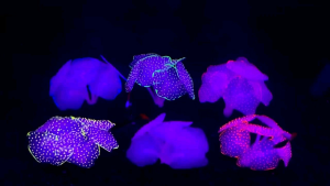 Hiasan aquarium Jamur warna warni mushroom dekorasi aquascape aquarium