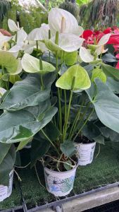 ต้นดอกหน้าวัวสีขาวกอสวยแน่น ซามโร่า60/80cm