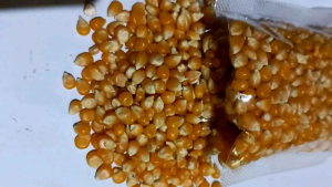 jagung popcron mentah original