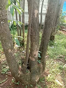 Pohon Pule Gruping Tinggi 5-6 Meter Siap Kirim & Tanam Murah