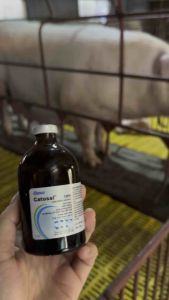 Catosal 100ml - kích thích biến dưỡng giúp phòng b-ệnh và phòng rối loạn trao đổi chất trên gia cầm gia súc chó mèo