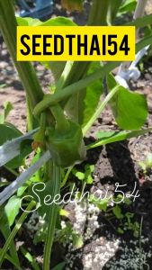 เมล็ดพันธุ์ พริกหวานสีเขียว Golden California Pepper seed เมล็ดพันธุ์แท้ นำเข้าจากต่างประเทศ ปลูกง่าย โตไว