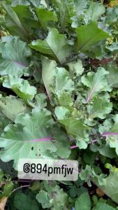 เมล็ดพันธุ์ คะน้าเคลสีแดงม่วง scarlet kale ประมาณ 50 เมล็ด