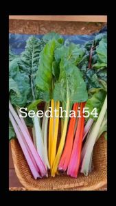 เมล็ดสวิทชาร์ดก้านขาว ต้นใหญ่ เมล็ดเมล็ดสวิสชาร์ด / สีขาว /เมล็ดปลูกง่าย ผักเพื่อสุขภาพ