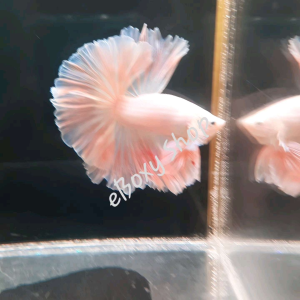 Pink Color Halfmoon Betta