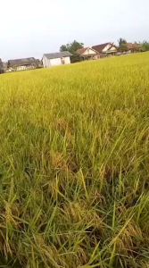 Benih padi UNGGUL BIMA SAKIT ORIGINAL kemasan (5kg)