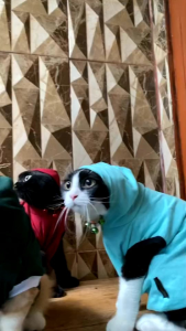 BAJU HOODIE KUPLUK LENGAN PENDEK KUCING ANJING - PICT#7