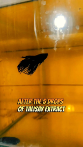 Talisay Extract Concentrated for Betta and Tropical Fish - 250 ml | Anti bacteria | Prevent parasites | Relieve stress | Stimulate fish colors | Unleash their true colors | Premium water conditioner