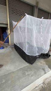 กระชั่น เลี้ยงตั๊กแตน มูงเลี้ยงตั๊กแตน กระชั่น ตั๊กแตน มูง บก รูม รูมสีขาว ผ้าหนัง ตาเสื้อ คอก ตาข่าย เลี้ยง ตั๊กแตน แมลง สูง 180