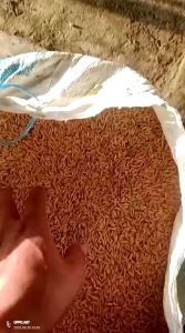 BENIH PADI SR P08 ULTRA GENJAH YANG DI MINATI PETANI KEMASAN 5KG