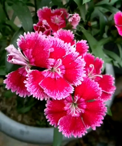 (KEMASAN PREMIUM) BIJI | BENIH BUNGA SWEET WILLIAM ( isi -+400 butir)